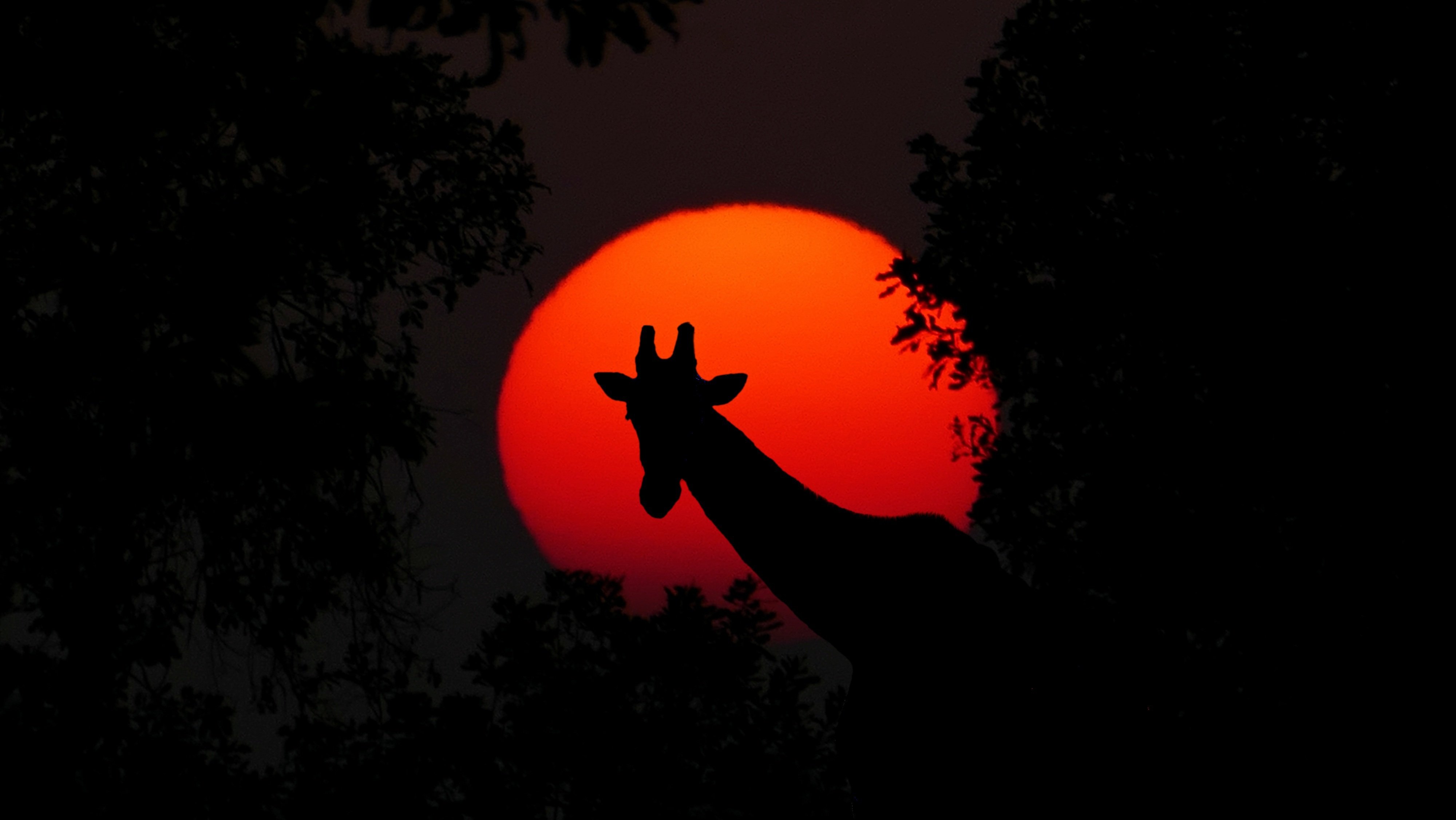 cocoparisienne-giraffe-2073609.jpg